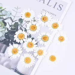 24pcs,Natural Pressed Flowers head,Real Chrysanthemum for DIY Wedding invitations Art bookmark Craft Cards,Scented candles