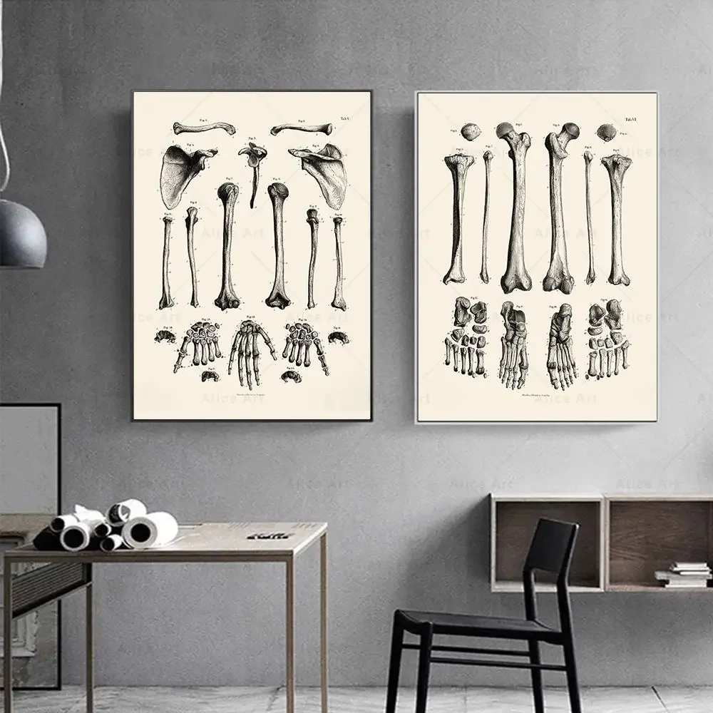 Frameless,Scandinavian Minimalist Wall Art Human Anatomy Skull Brain Heart HD Canvas Poster Print Home Bedroom Living Room Decor view 4