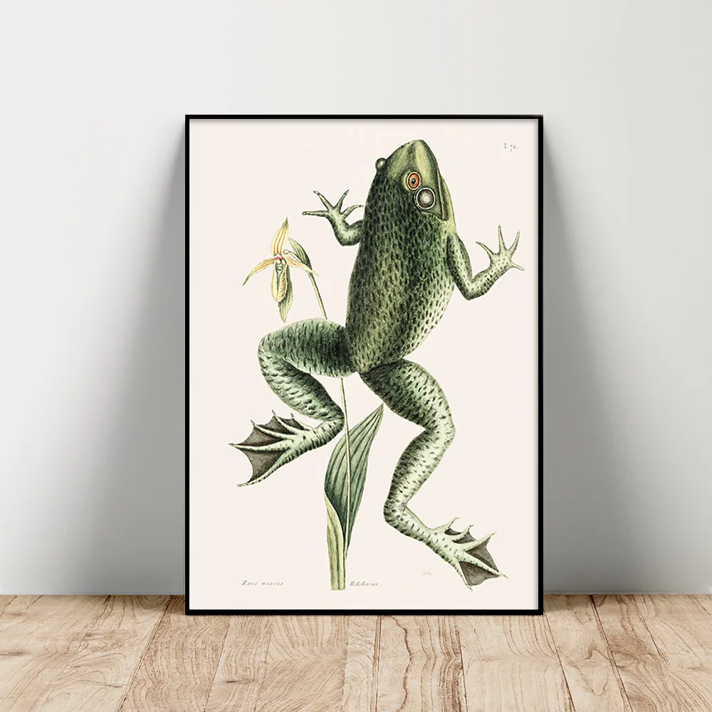 

Mark Catesby Vintage Poster Bull Frog Antique Canvas Painting Animal Print Wall Art Picture Home Decor