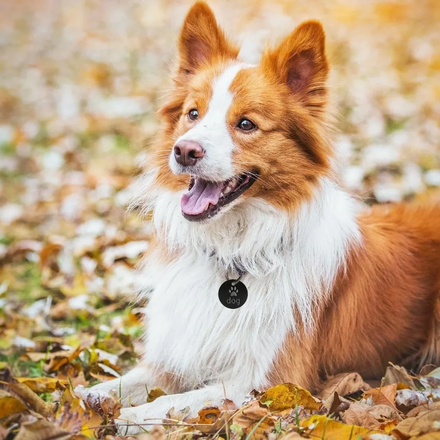 Fesorsi Aluminum Alloy Pet ID Tag 25 Pack Persolized Dog Tag and Cat Tag Anodizing Treatment DoubleSided Customizable for Equin