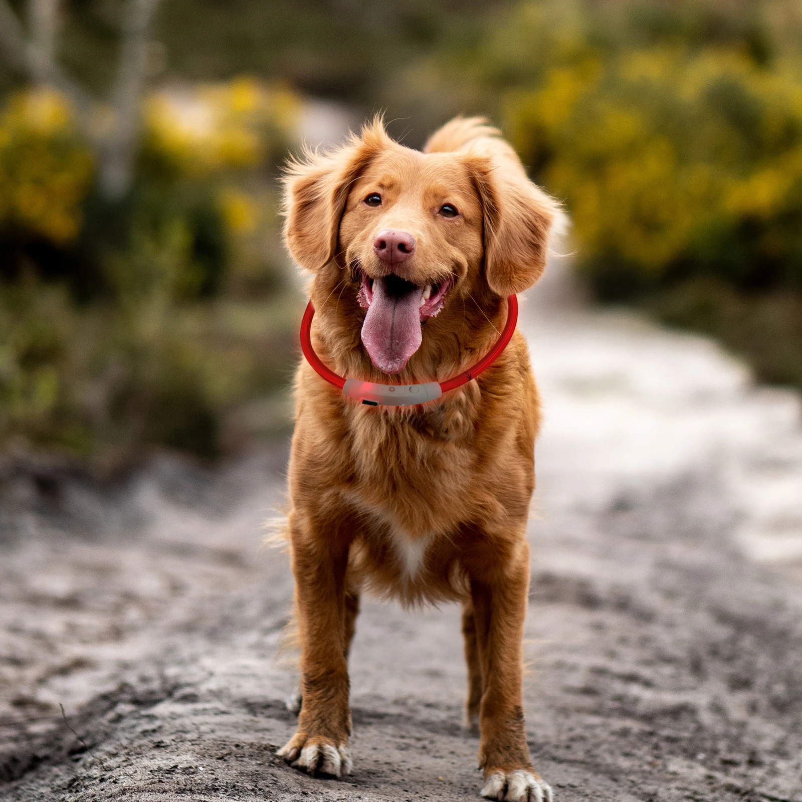 

Luminous LED Dog Collar Waterproof Night Lighted Plastic Pet Glow Collar USB Charge Flashing Puppy Adjustable Size