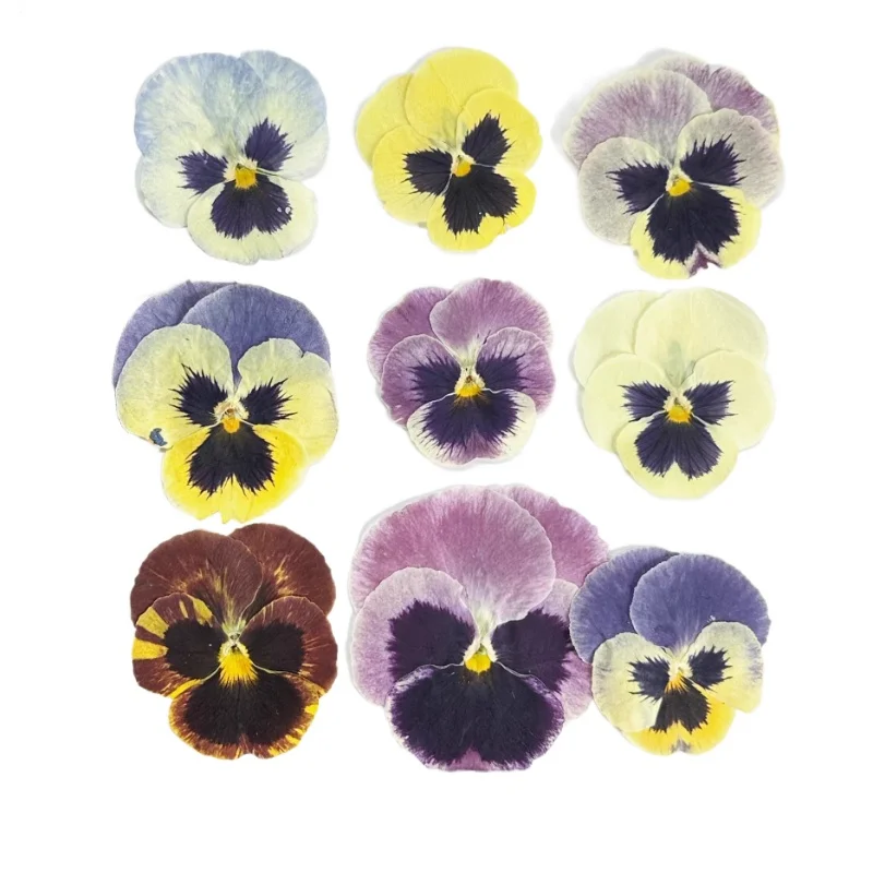 12 قطعة/4-6 سم، زهور فيولا المضغوطة الطبيعية |   زهرة مجففة DIY مجوهرات من مادة الراتنج بطاقة المعايدة إطار الصورة ديكور لوازم الحرف اليدوية