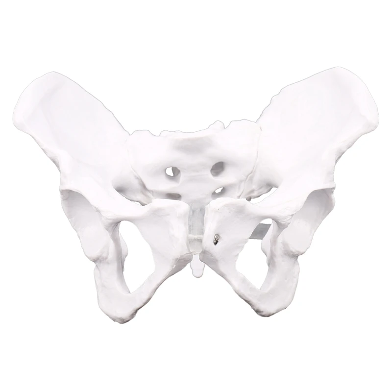 

Female Anatomy Pelvis Pelvic Skeleton Throat Anatomical Anatomy Skull Sculpture Head Body Model