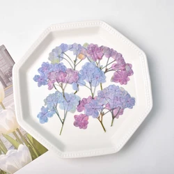 4-5cm/12PCS,Nature pressed Double petaled Hydrangea,dry flower DIY wedding invitation adhesive drop phone case Photo frame decor