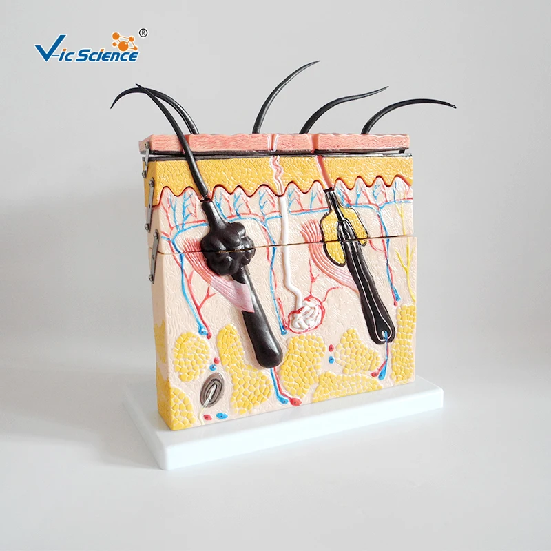 Advanced with hair follicle Human Skin Model