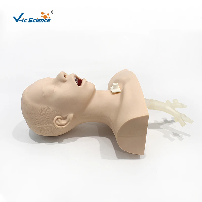 Model menyusui hisap legm