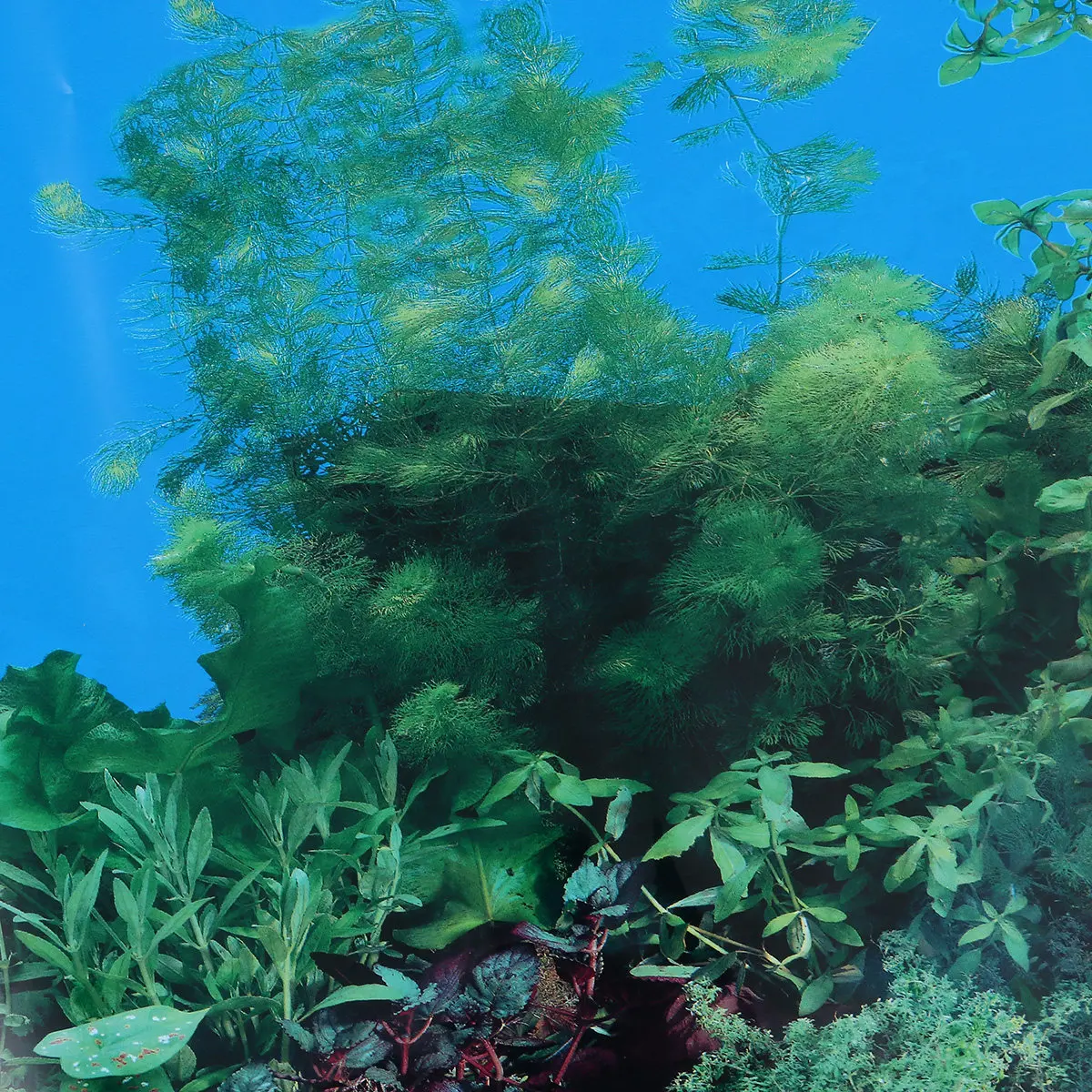 Fish In Aquarium Picture - Fonds d'écran 3D pour aquariums, autocollants