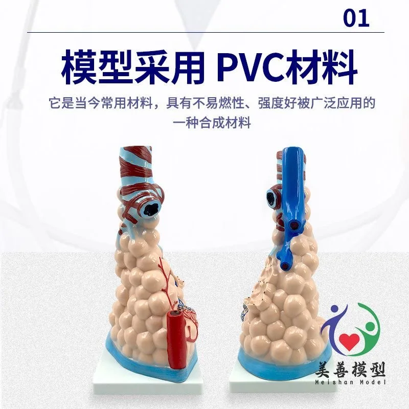 Teaching Simulation Human Alveolar Enlarged Dissection Model Respiratory System Anatomy Lung Anatomy Respiratory System Model