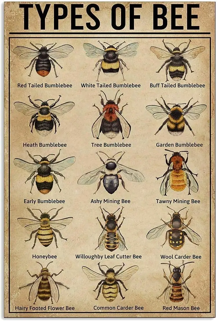 Types Of Bee Posters Metal Signs Bee Knowledge Popular Science Guide Room Club Farm Wall Decor 12x16 Inches