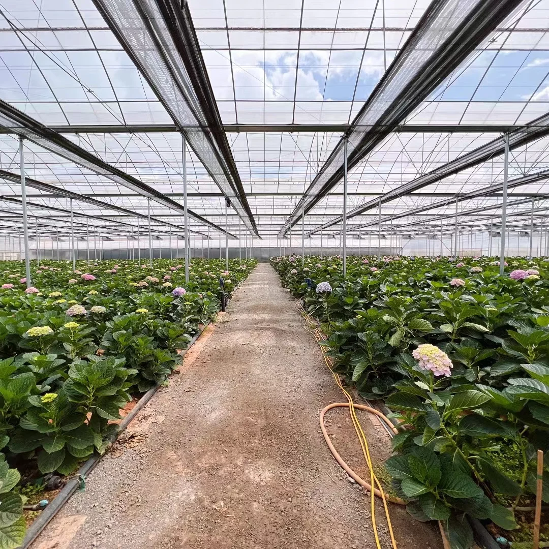 دفيئة مخصصة متعددة المدى بولي نفق فيلم الدفيئة مع نظام الزراعة المائية للمعدات الزراعية للبيع