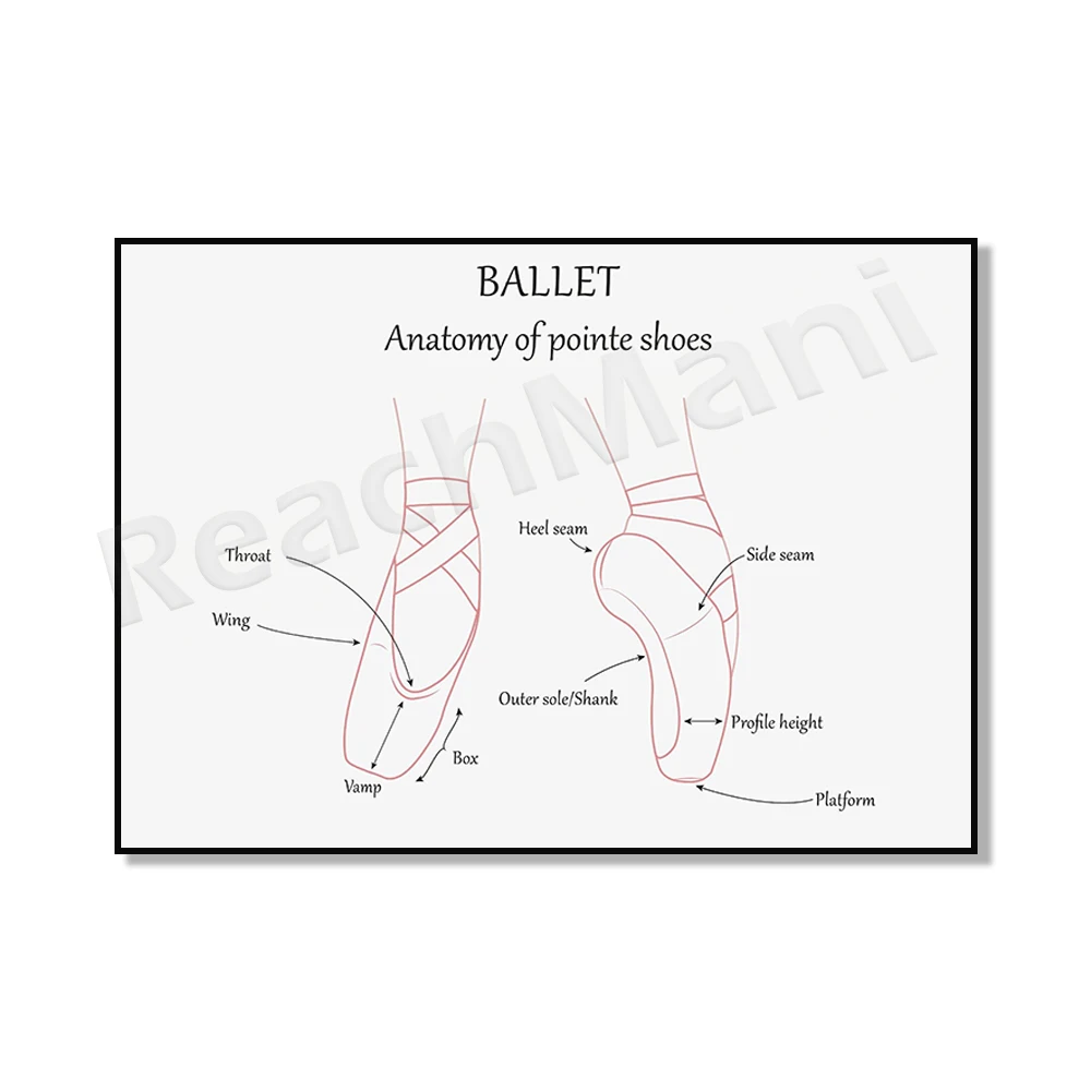 Ballet poses and movements, POC multi skin tone, pointe shoe anatomy, boy ballet foot and arm positions, ballet poster, teaching