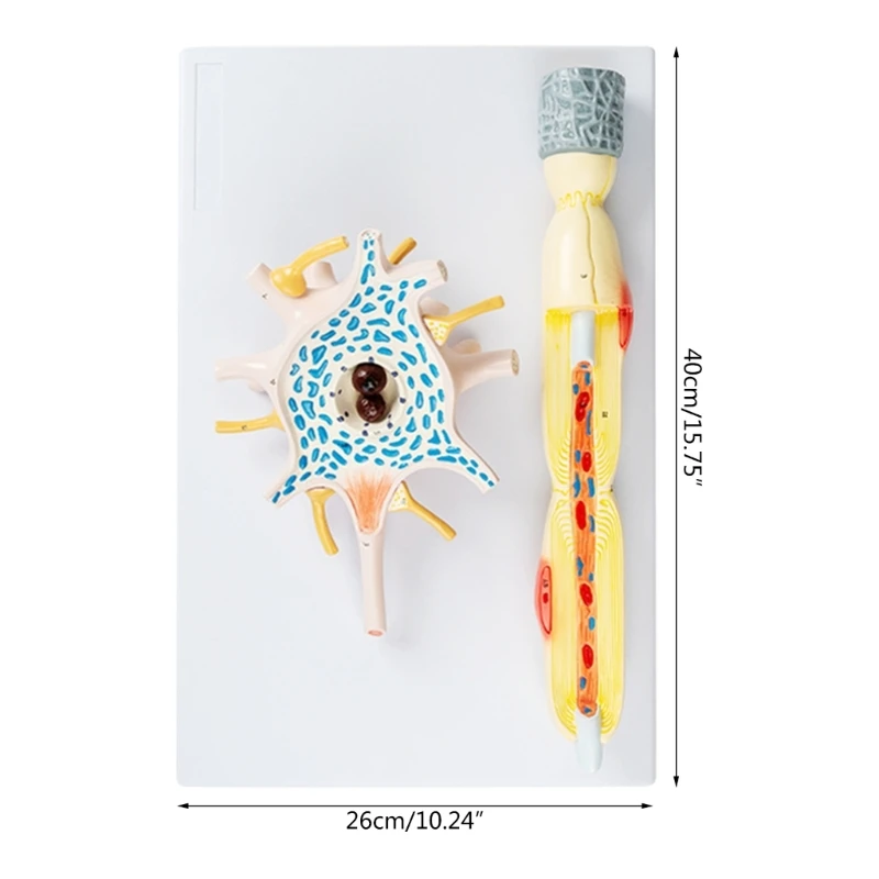 Модель усиления структуры нервных волокон, тела нейронов. Модель человека. Модель анатомии человека. Модель усиления нейронов.