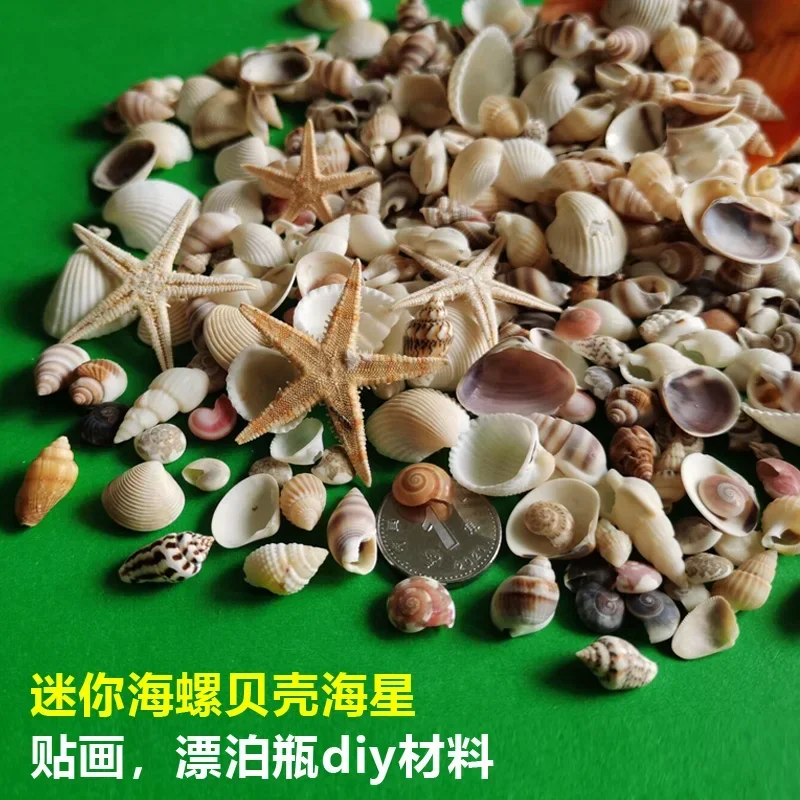 Natural Small Conch Shell Mini -snail White Rice Snail Kindergarten Handmade DIY Drifting Bottle Shell Sticker Material