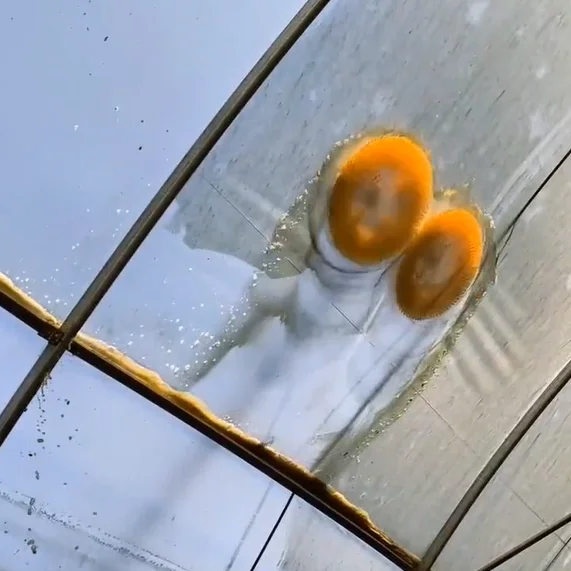 أدوات تنظيف الدفيئة فرشاة كهربائية زجاجية لغرفة الشمس لوحة كهروضوئية شتلات زهرة فيلم بلاستيكي تنظيف الطحلب #5