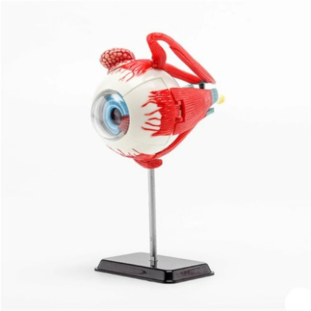 

3D Mini Eyeball Anatolly Model 35 pcs Assembled Human Anatomy Model Gift for Children