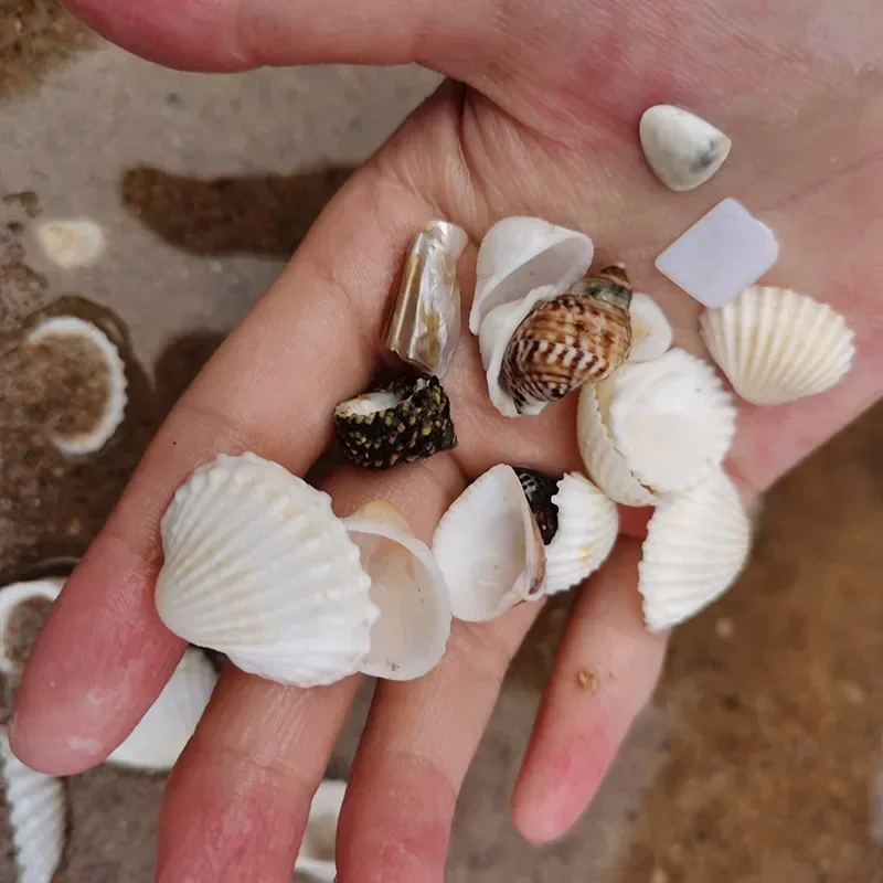 Natural Mini Conch Mediterranean 1Bag Interesting Colored Mixed Real Small Sea Shells Aquarium Nautical Decoration Ornaments