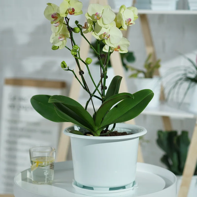 Meshpot Kunststoff-Blumentopf, Orchideentopf mit Löchern, doppelschichtiger Orchideentopf zum Umfüllen von Heim-Pflanzgefäßen, Garten-Sets – Detail 11