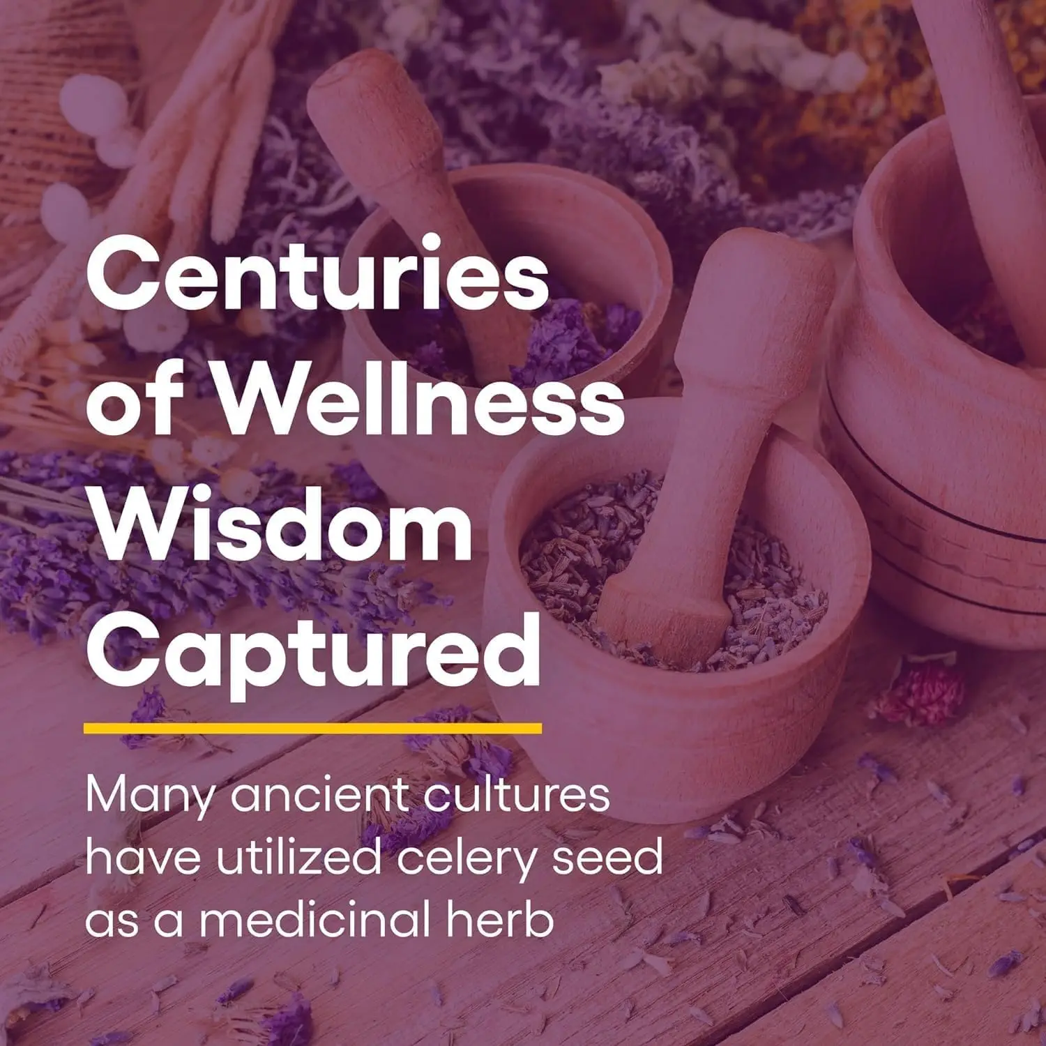 Nasiona selera, skoncentrowany ekstrakt z selera dla zdrowego krążenia krwi i wsparcia serca