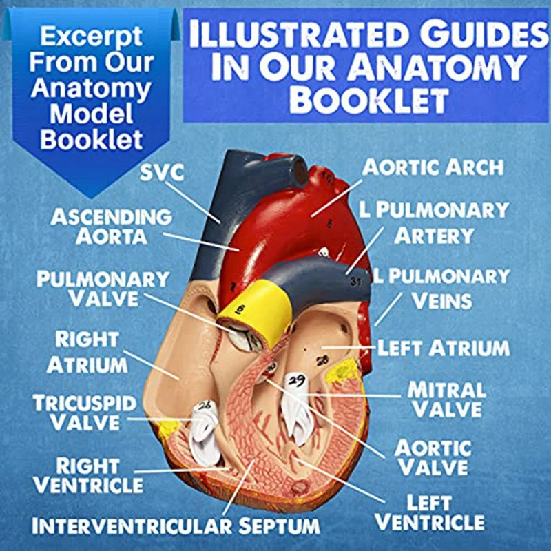 Human Heart, Torso And Skeleton Model For Anatomy And Physiology Students Hands-On 3D Model Learning Tool PVC 3 PCS