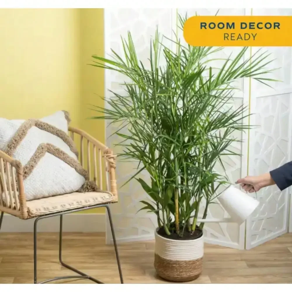 

Живые растения, бамбуковая пальма, Слободарея seifrizi Plant, средняя доставка, высота 4 фута. Высокие, которые helps фильтр вредных загрязнений.