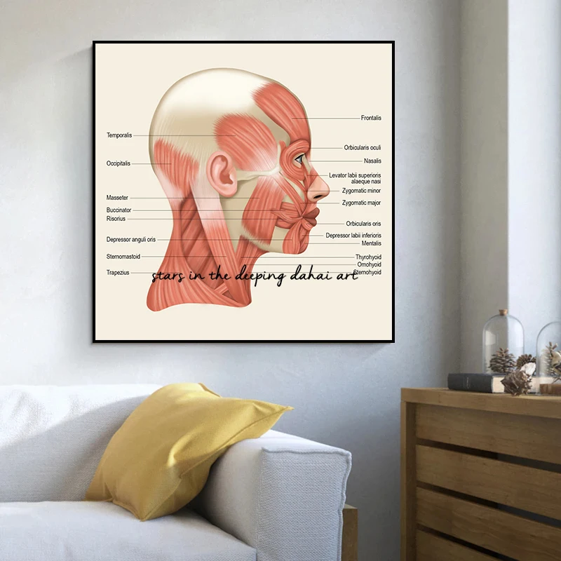 Anatomy The Neck Muscles Head Face Muscles Overview Art Medical Poster Canvas Painting Wall Art Prints Picture Home Clinic Decor