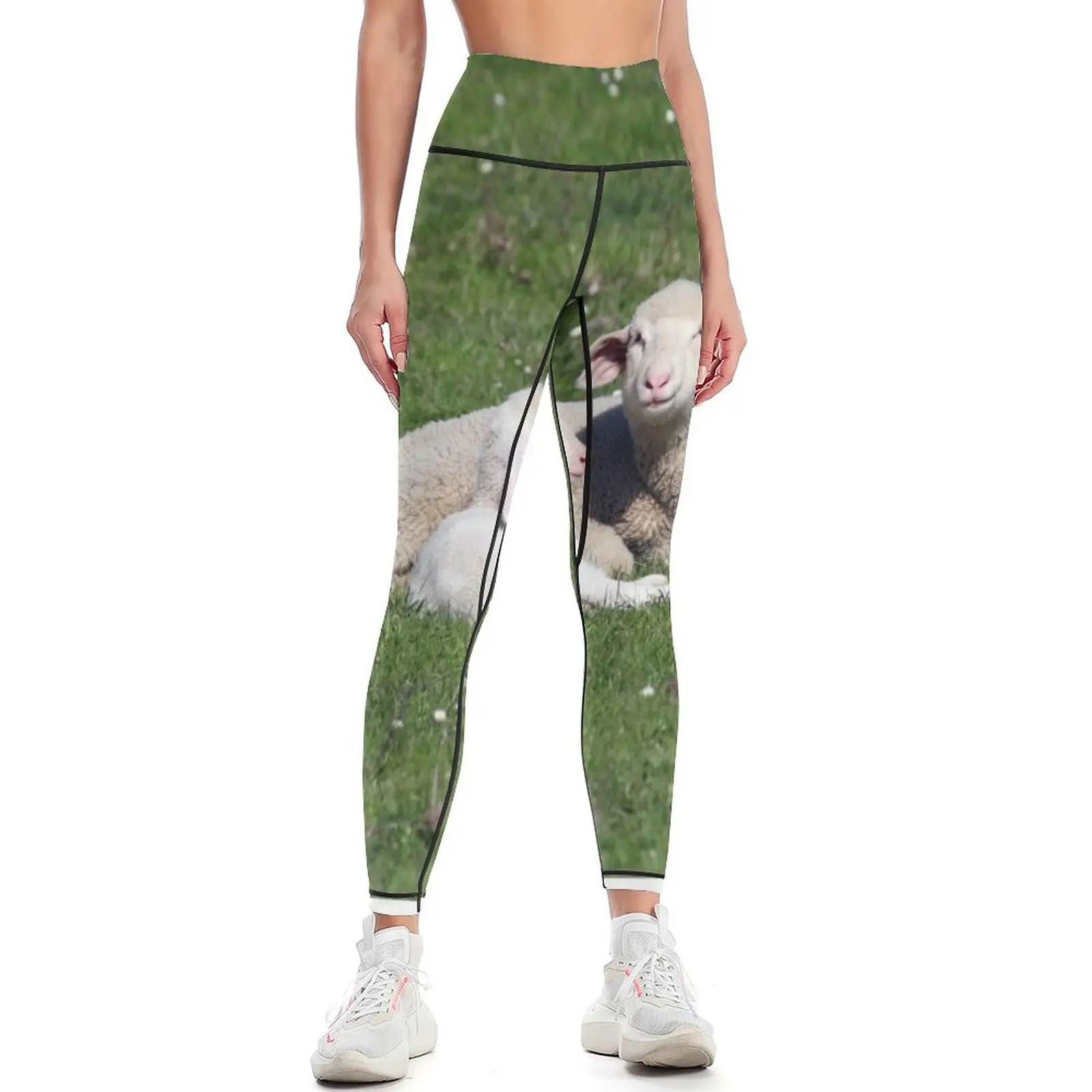 

lambs lying on pasture farm scene Leggings workout clothes for legging gym Womens Leggings