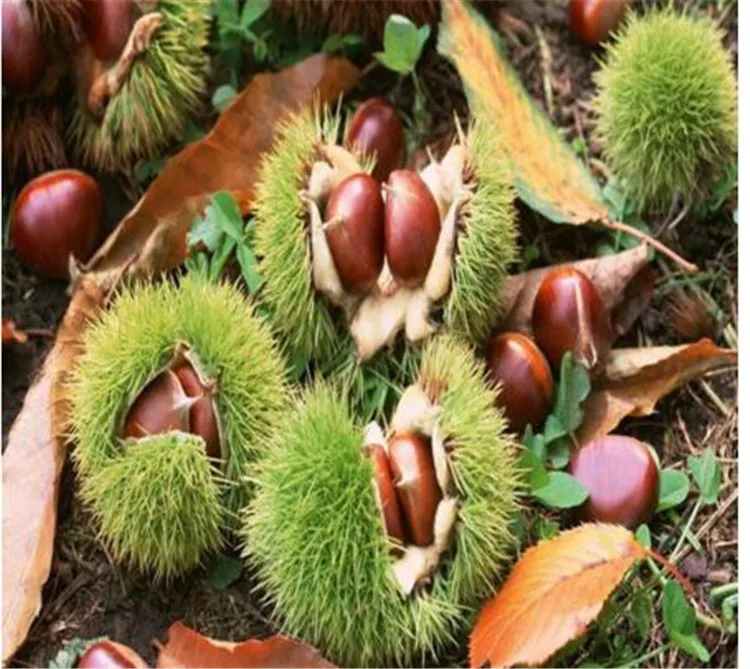 Mesin Pengupas Kulit Chestnut / Mesin Pengupas Chestnut / Pengupas Chestnut