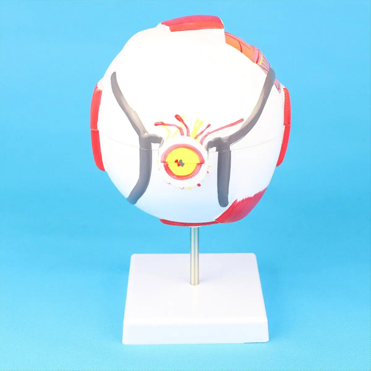 L79A Anatomical Eye Model Eyeball Eyelid Model Disassemble 6 Times Enlarged Optic Nerve for Eye Special Teaching
