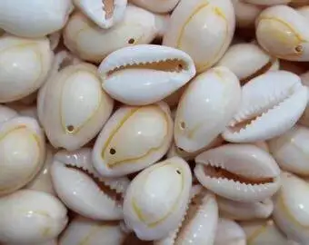 ZŁOTY RÓŻKA COWRIE