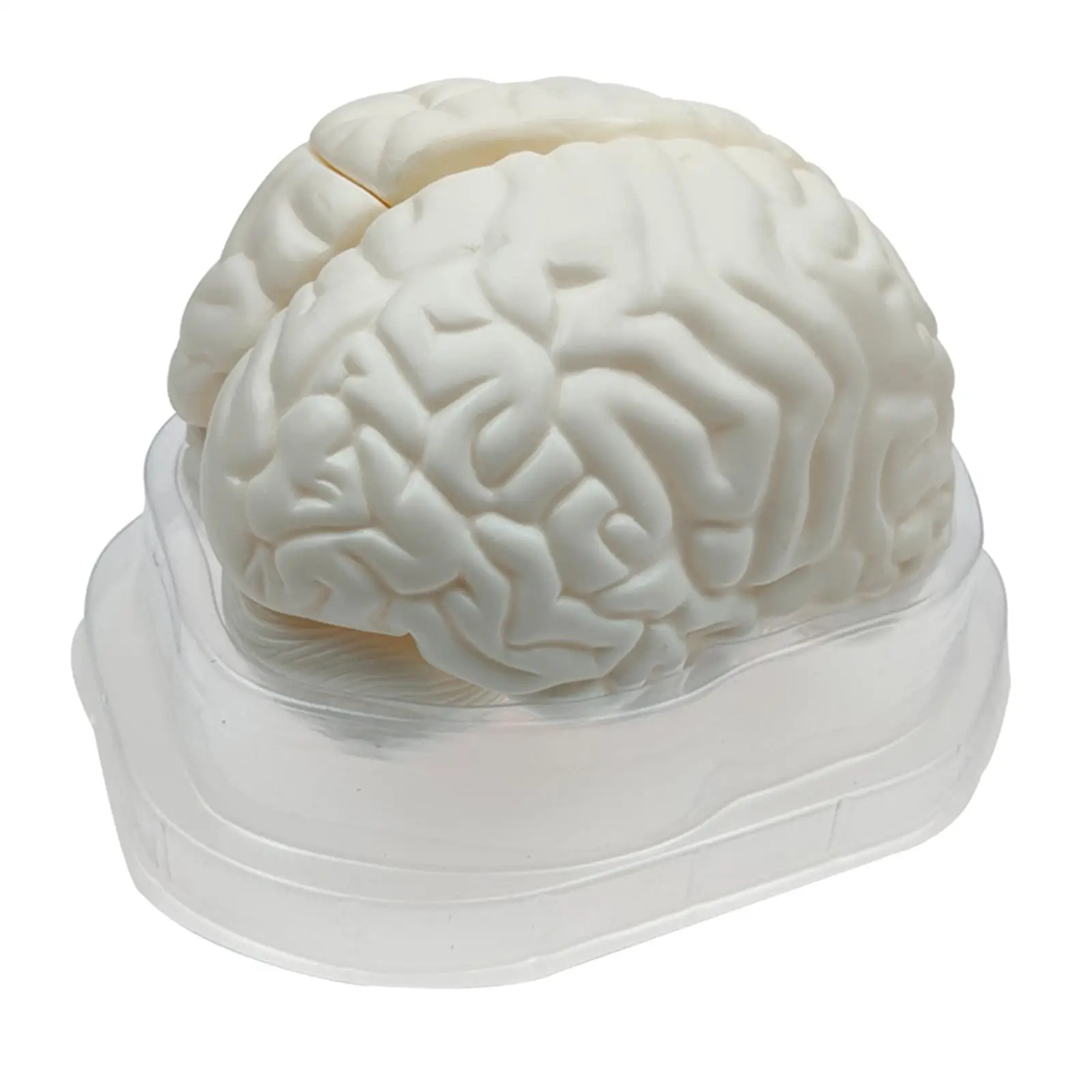 Human Brain Model Puzzle Anatomy Learning Tool Plastic Lab Supplies for School Brain Development Toys