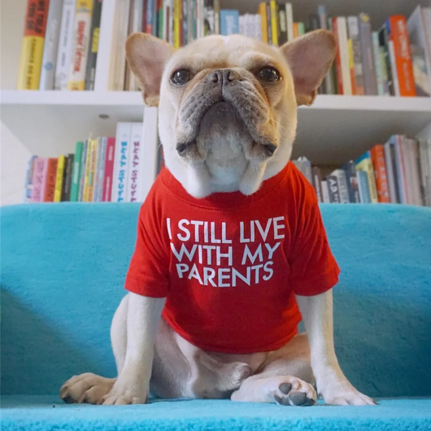 Summer Dog Shirt Letter Print Puppy T Shirt Spring Dog Clothes  Small Medium Dogs French Bulldog English Bulldog Apparel