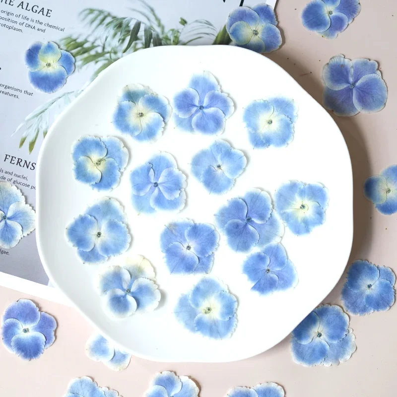 50pcs/2-4cm,White edged gradient blue Hydrangea flower,pressed flower petal DIY pasted face makeup drop glue phone case coaster