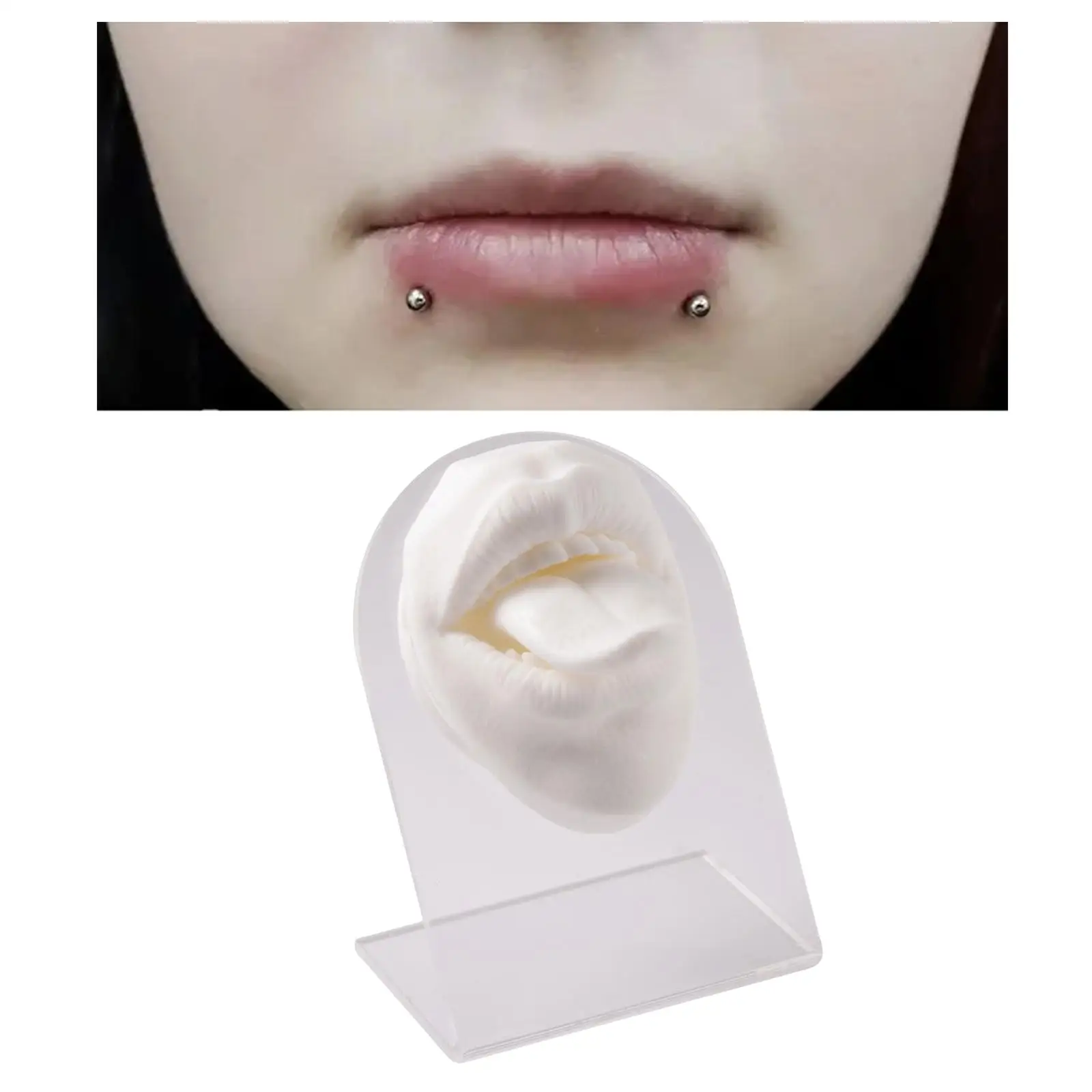 Soft Silicone Mouth Tongues Model Flexible Practicing with Display Stand