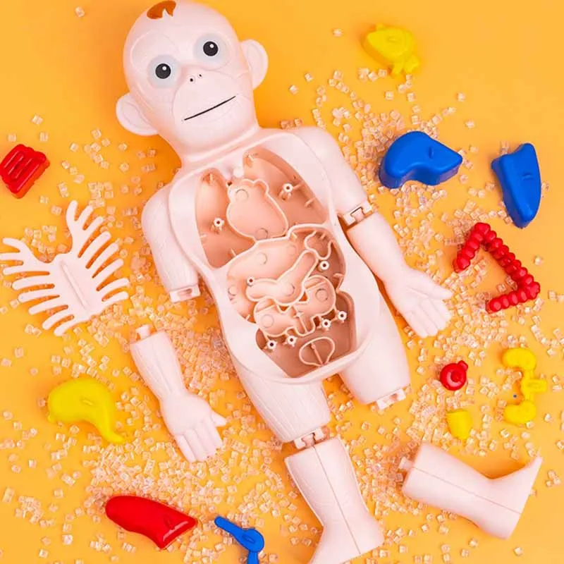 Modelo de Ornamentos de Órgãos Humanos Infantis, Montagem DIY, STEAM Medical, Educação Infantil, Modelo Cognitivo, Brinquedos Educativos