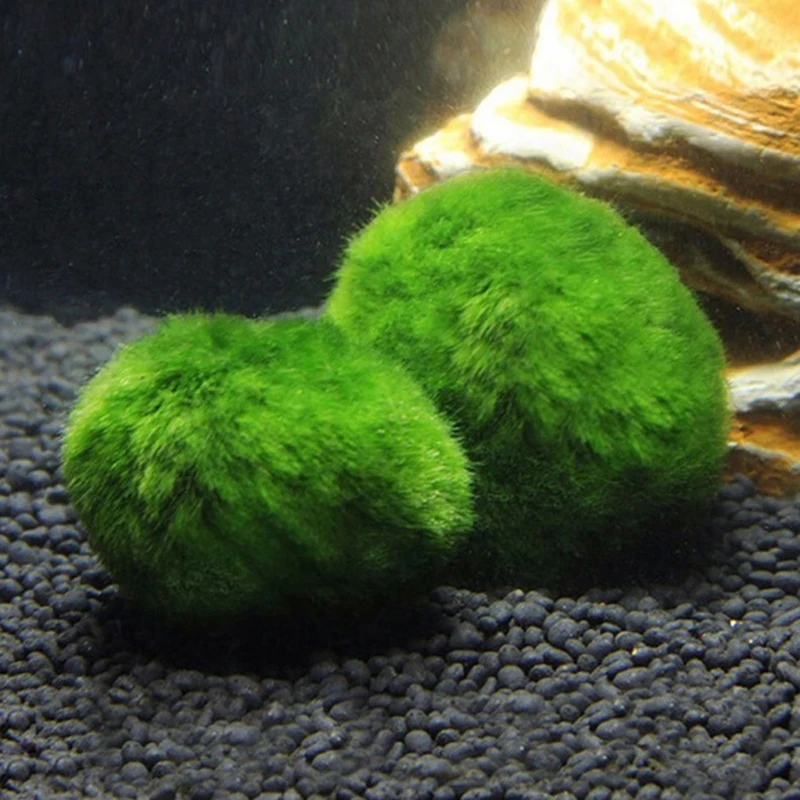 Novas Bolas de Musgo Marimo de 3-4cm, Planta Viva para Aquário, Algas para Tanque de Peixes e Camarões, Ornamento de Simulação de Algas Verdes, Planta Artificial