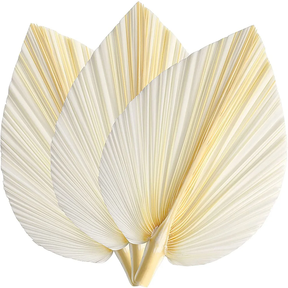 White Dried Palm Leaves - - 3 Pcs Elegant Modern & Wedding Decor - Wall