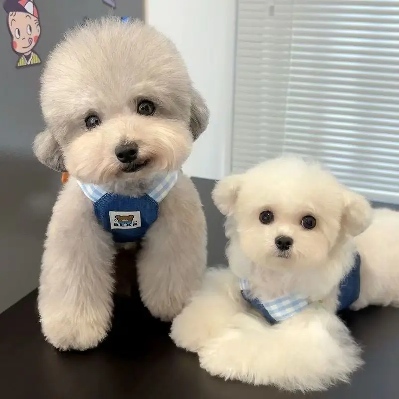 봄과 가을용 애완동물 가슴줄과 등줄, 강아지와 고양이 옷, 곰과 데님 스타일 가슴줄과 등줄, 귀여운 애완동물 짧은 스타일, 당길 수 있음