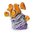 Clownfish