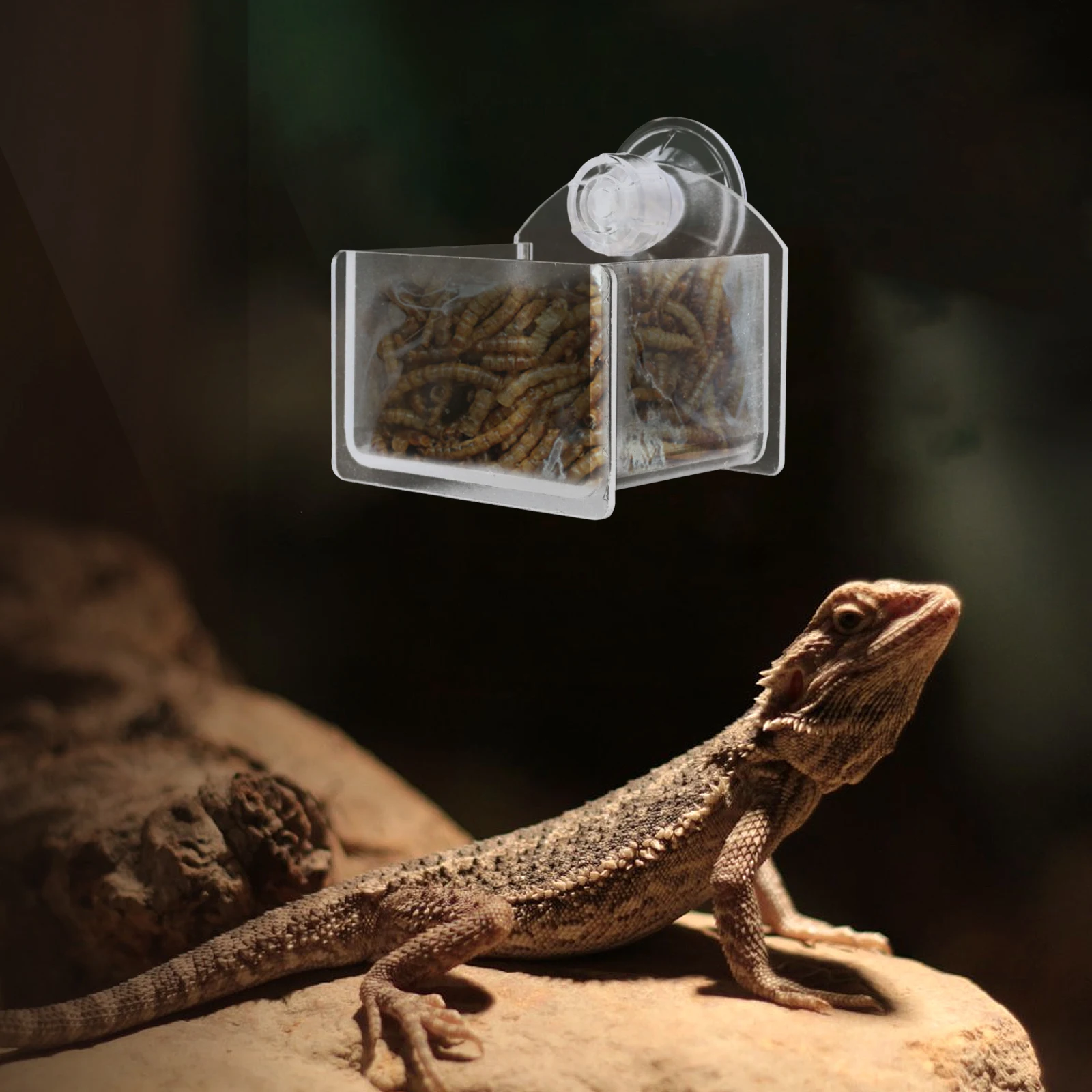 

2pcs Reptile Water Feeder Durable Plastic Drinking Basin Pet Dish Suction Cups Gecko Lizard Turtle Accessories