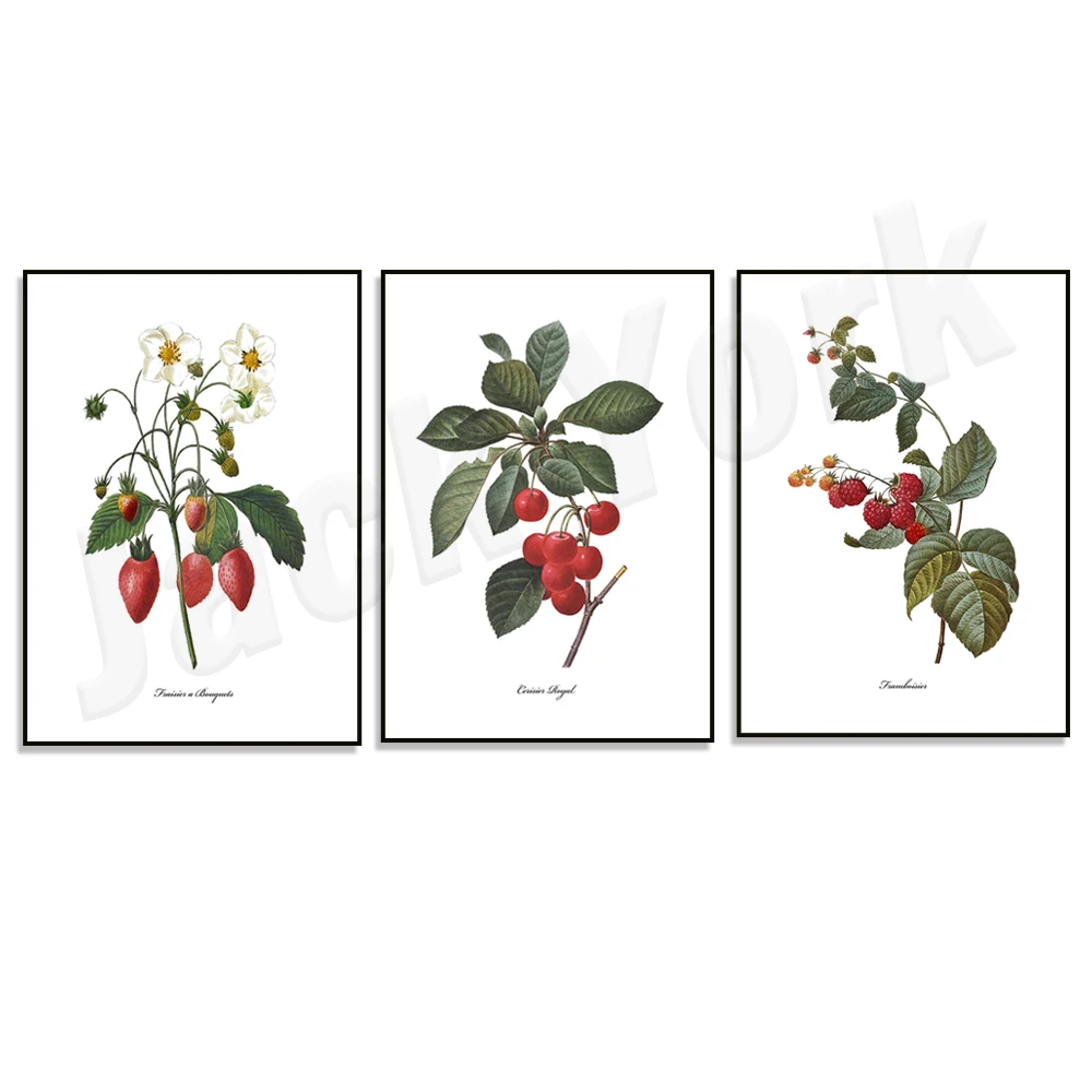 Roter Fruchtdruck, 1850er-Jahre-Aquarell-Blumenmalerei – französischer botanischer Druck, Beerenkunst, botanisches Poster, Wanddekoration, Leinwandgemälde