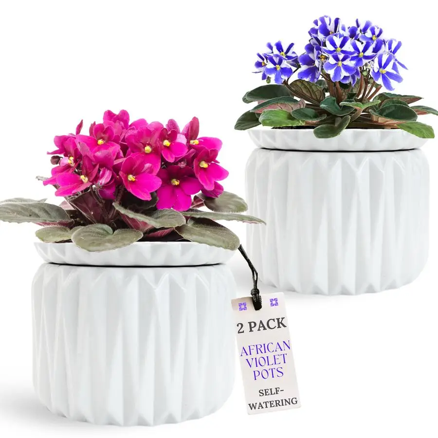 Pack Of 6 Inch Afri…