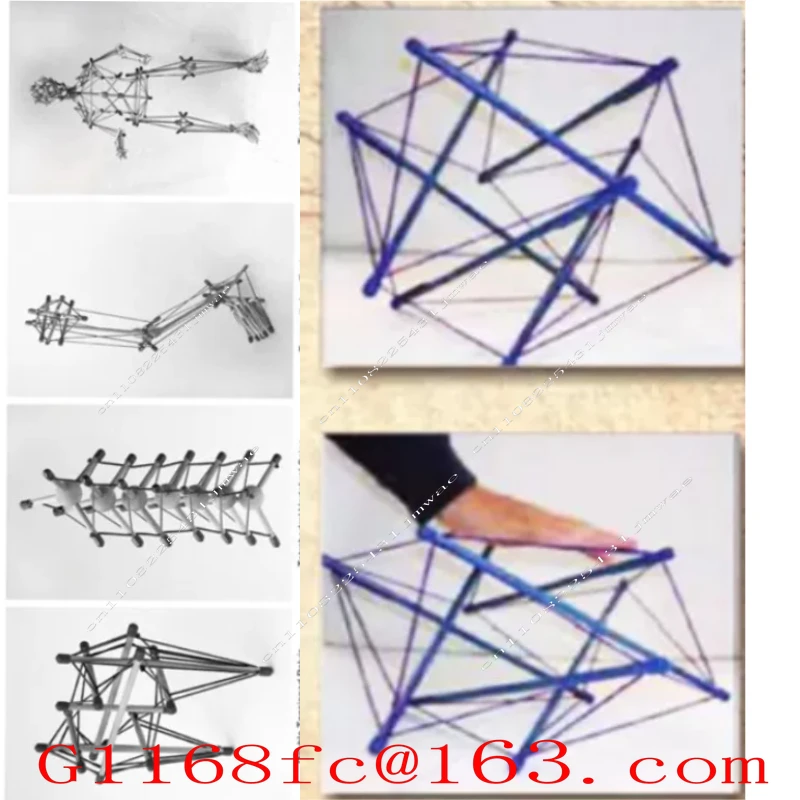 Anatomy Trains Pelvic Tensegrity Model  Fascial Rehabilitation Demo Tool for Structural Integration Training