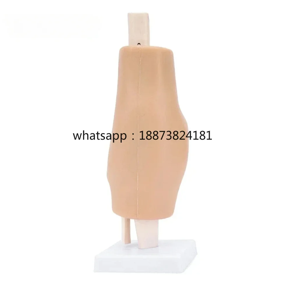 Knee Simulator Surgery High Simulation Training Model Teaching  fast shipping