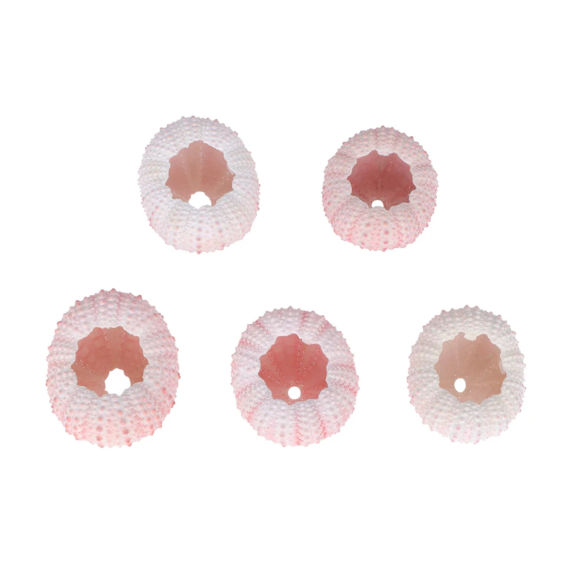 

5Pcs Sea Urchin Shells Above 4Cm Natural Tillandsia Plant Holders Air Plant Pots DIY Craft Material Balcony Window Decor