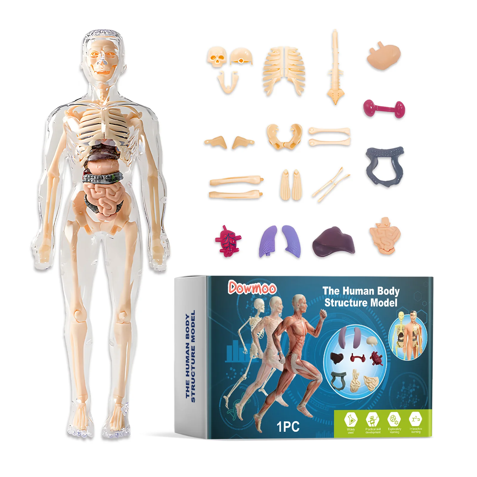 3D-Anatomiemodell des menschlichen Körpers, zerlegbares menschliches Körpermodell, Lernspielzeug für den naturwissenschaftlichen Unterricht, Modell der menschlichen Anatomie, Modell der Körperstruktur