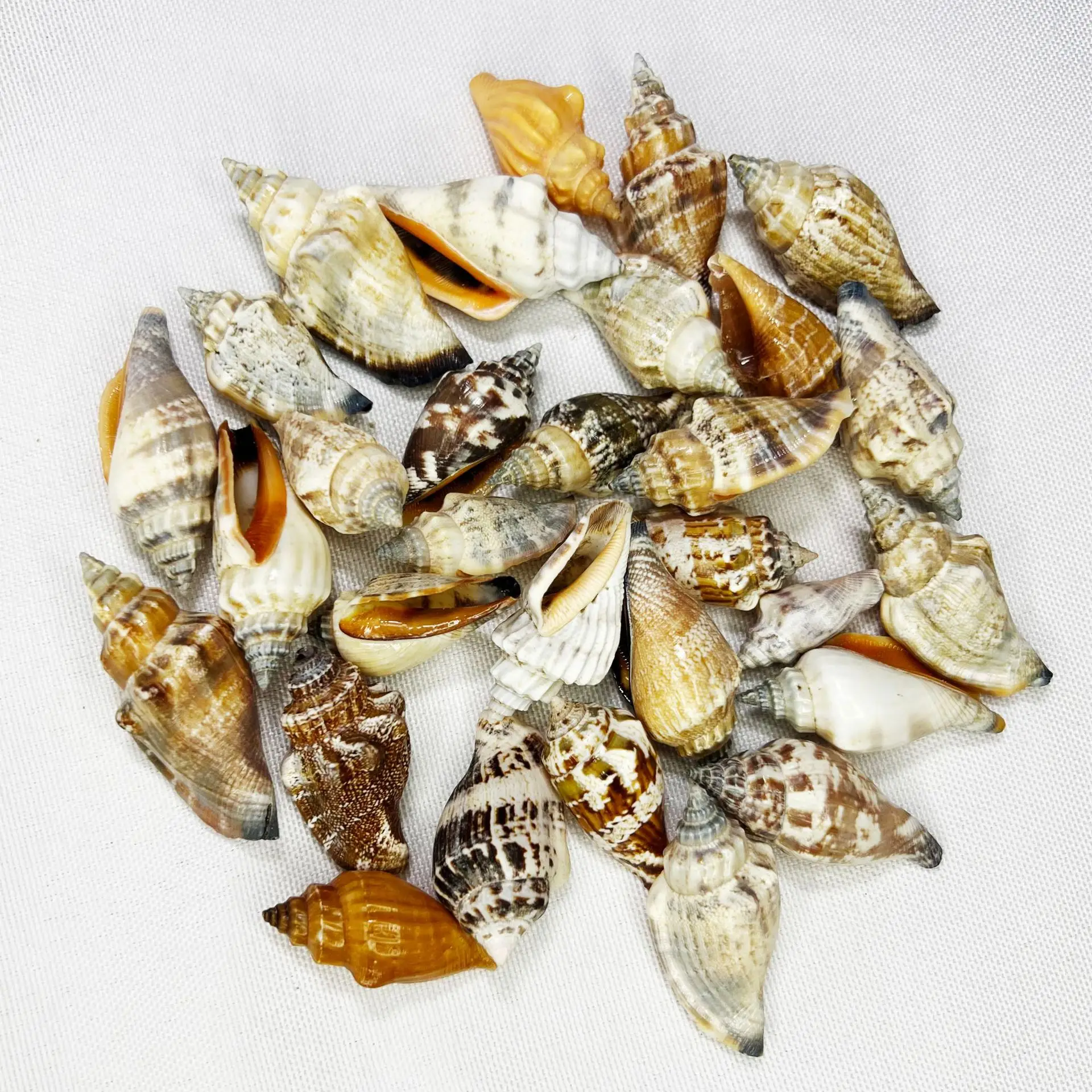 Natuurlijke schelpen en zeeste - Marine Aquarium Orp recensie en prijs