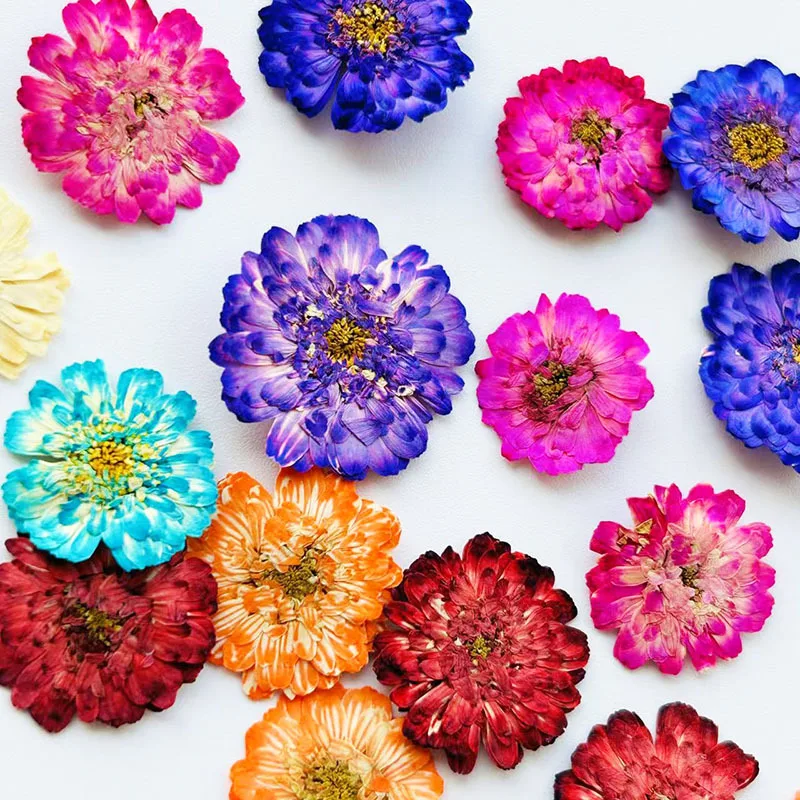 

100Pcs Double-Petaled Chamomile Dried Flowers Pressed Daisies DIY Materials Resin Filling Decoration Plant Specimens Nail Art Dried Flowers Photo Frame