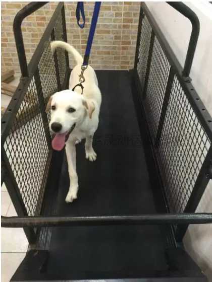 Electrical Walking Machine Pet Treadmill Cheap Large Dog Treadmill