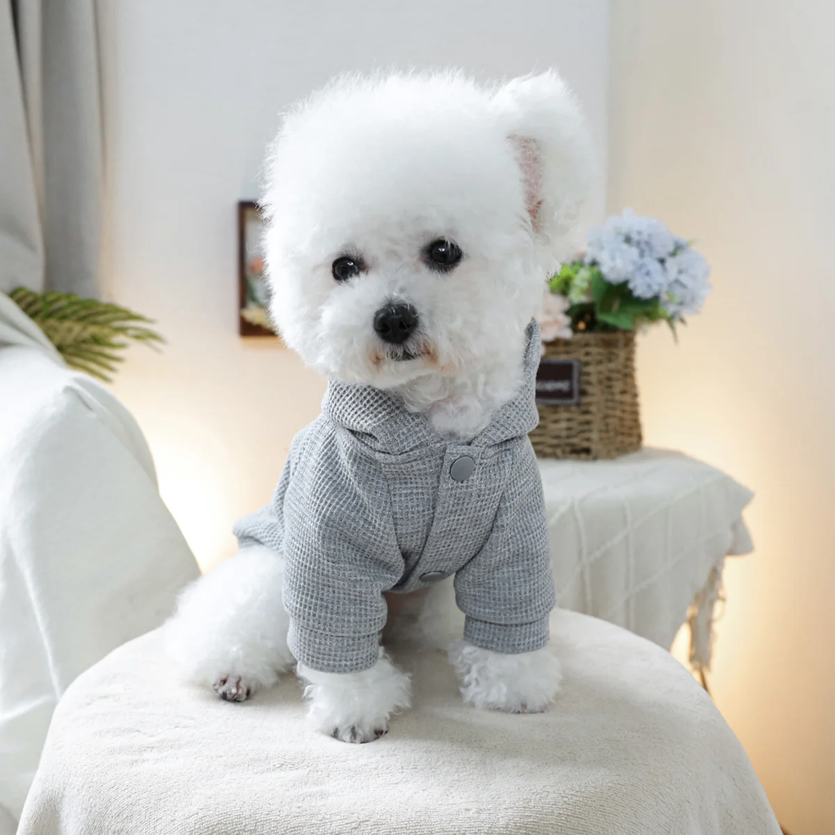 1PC Pet Clothing Spring and Autumn Grey Sunshine California Hat Coat Suitable for Small and Medium sized Dogs