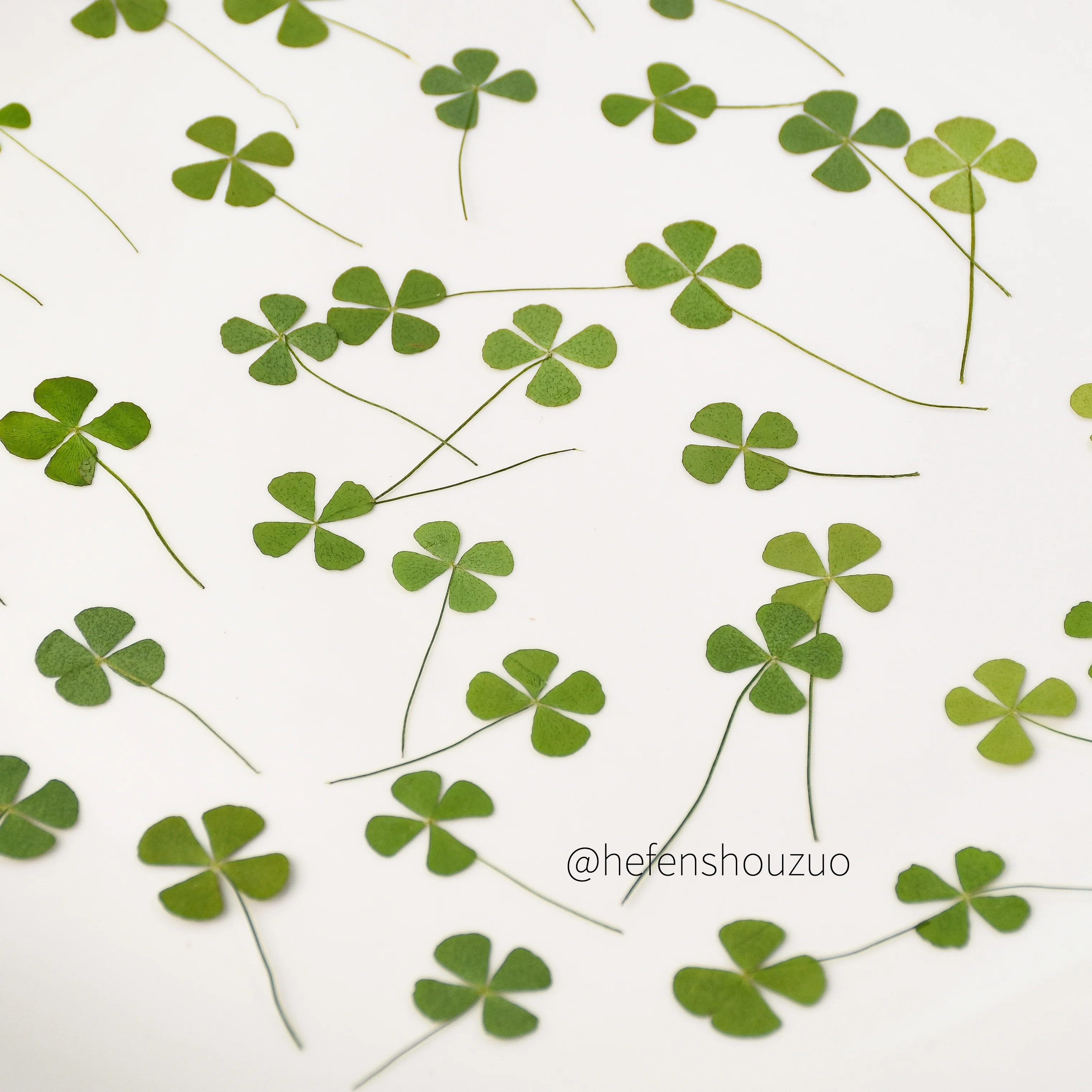 Four-leaf clover leaf specimens, lucky clover resin dried flowers, DIY handmade materials, natural flower pressed flower leaves